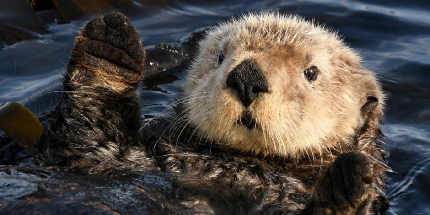 A sea otter floating on its back in kelp, one paw raised